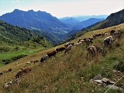 73 Scendendo sul sent 237 reincontro mandria al pascolo